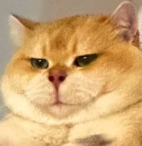 当你伸手摸猫猫头时，猫猫在想什么？