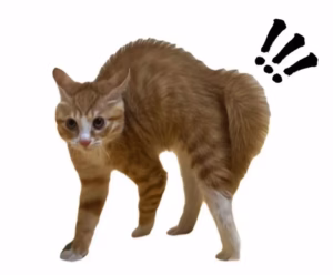 猫咪屎嗨 | 猫咪拉完屎后总是疯狂跑？为什么？