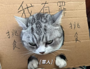 小猫挑食连猫粮都不吃怎么办？对照这4个原因来找答案！