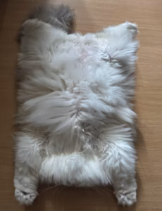 小猫在哪睡觉，其实跟你有关，看这几个细节就知道了，差别真的很大