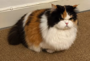 猫咪挨打后还会跟主人好吗？会记仇吗？为什么挨打也不反抗？