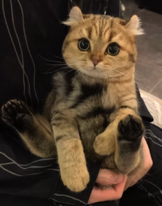 很粘人，不让抱？！猫咪为什么不喜欢被抱？