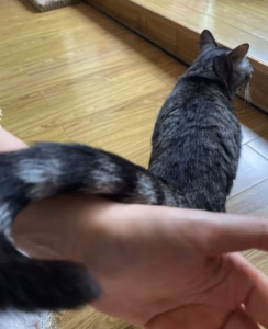 小猫允你摸尾巴，是多大的恩赐