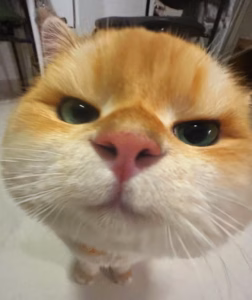 猫咪年龄计算：你家猫能陪你多久？