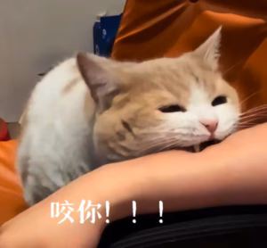 宠物猫咬人？别打！这样教，猫咪乖乖不咬人