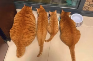 胖猫 = 短命？猫咪肥胖4大夺命隐患 + 减肥全攻略，铲屎官速藏！