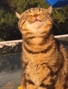 猫咪为啥痴迷晒太阳的5个原因，你知道几个？