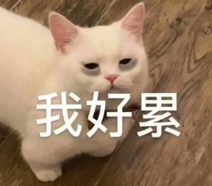 愁死了，怎么让猫咪晚上不跑酷？