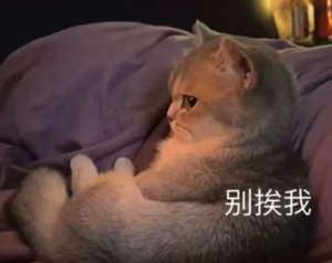 为何猫咪越长大越高冷？铲屎官必看的真相