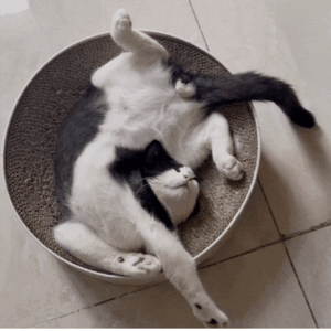 猫咪翻肚子睡是信任吗？5种猫咪睡姿大解析！