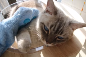 猫咪需要经常洗澡保持干净吗？| 分享猫咪冬日干洗大法