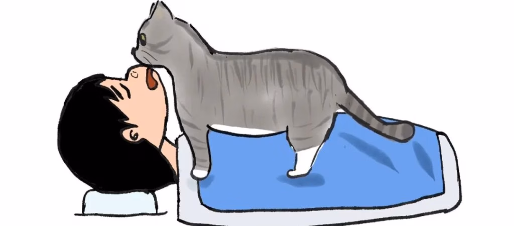 猫咪舔主人的脸