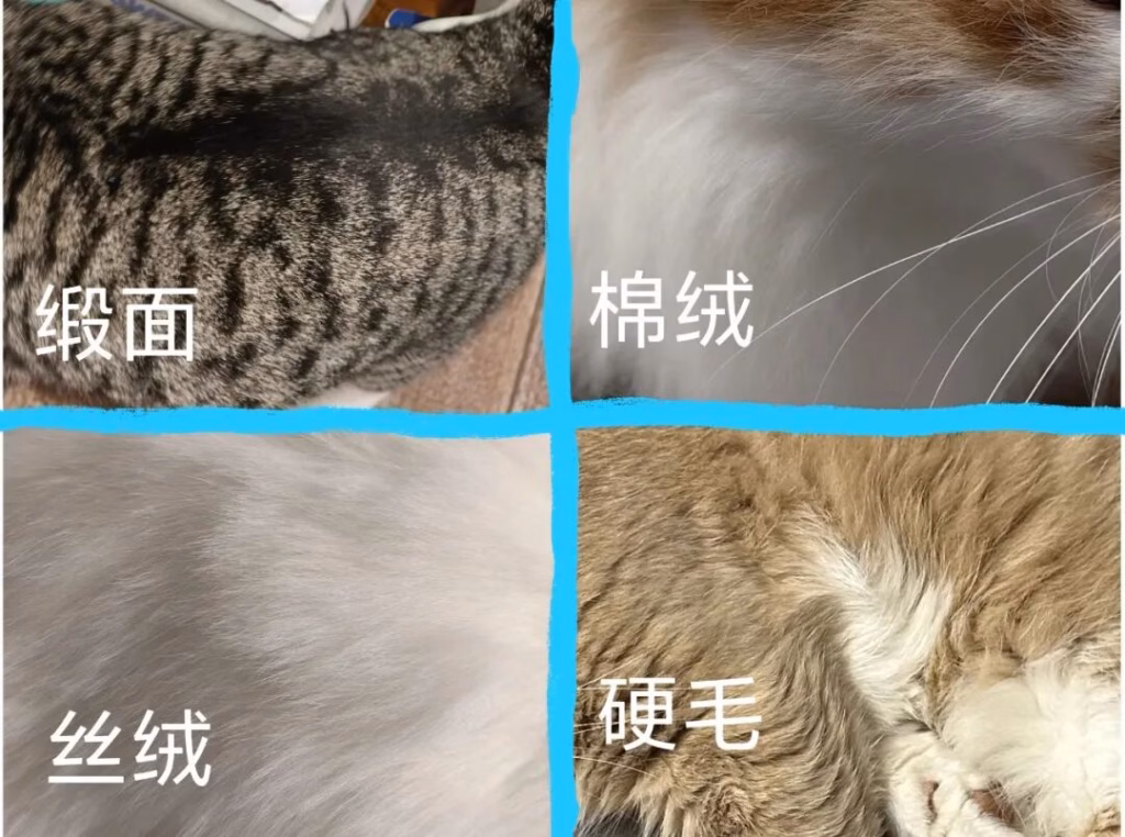 不同的猫咪毛发