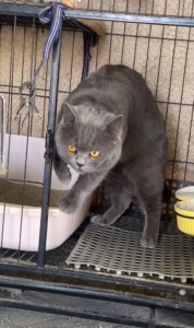 猫咪偷偷尝试越狱，结果轻松解锁成功，它当场愣在半空不敢动：这么简单就开了？
