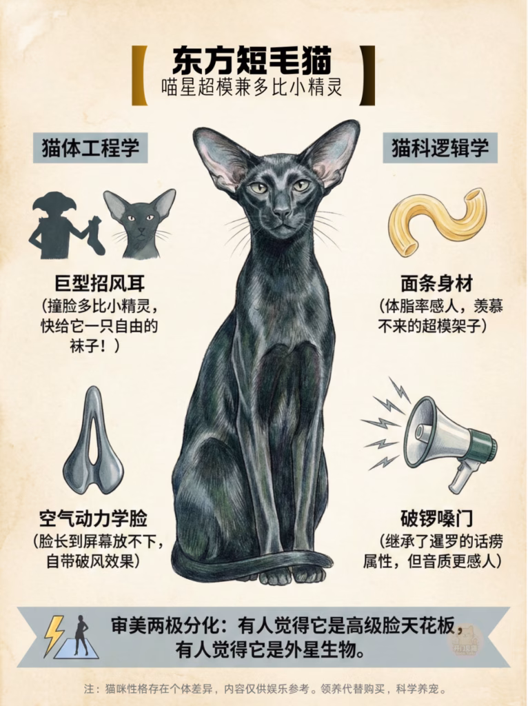东方短毛猫