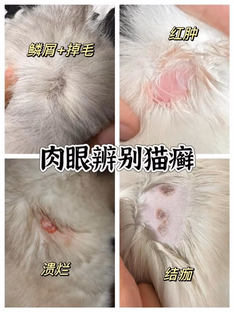 肉眼辨别猫廯