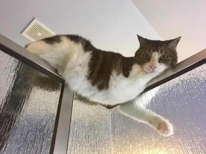 头顶上有只猫