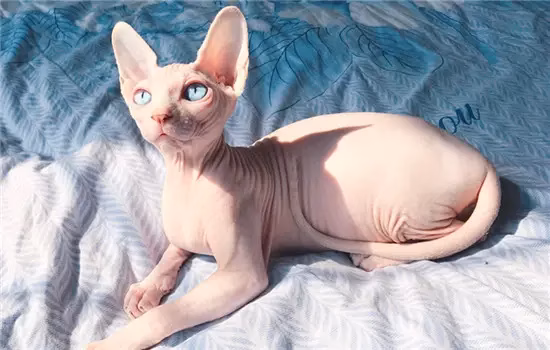 顿斯科伊猫 (Donskoy)