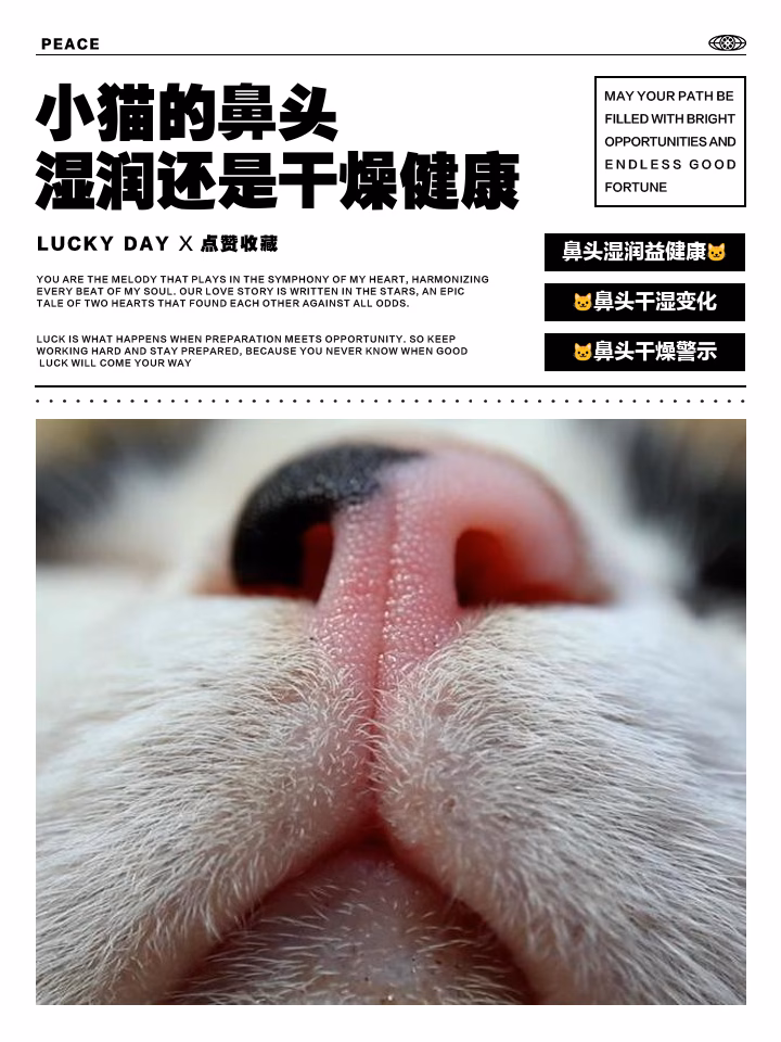 小猫的鼻头，湿润还是干燥健康？