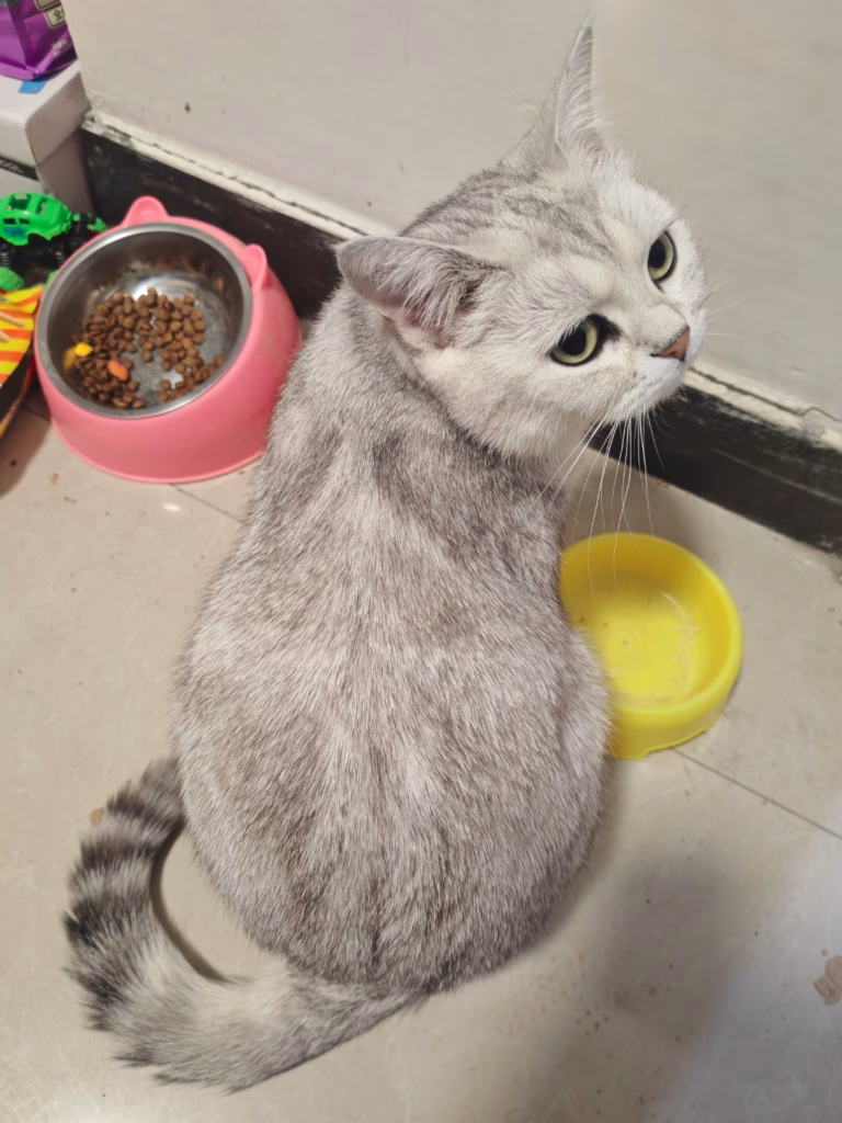 小猫看着餐盘，但不吃饭