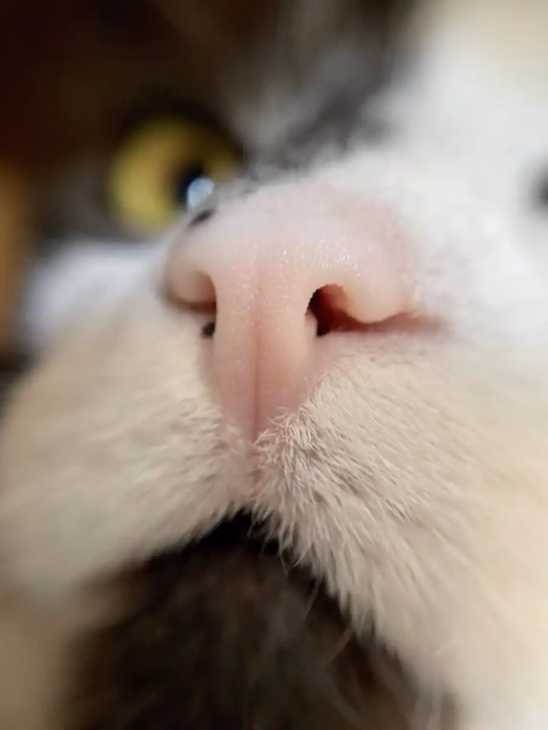 湿润的猫咪鼻子