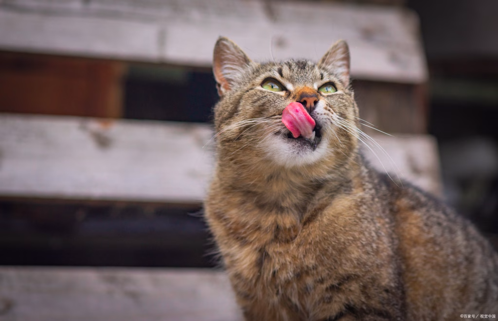 猫咪舔舐鼻子