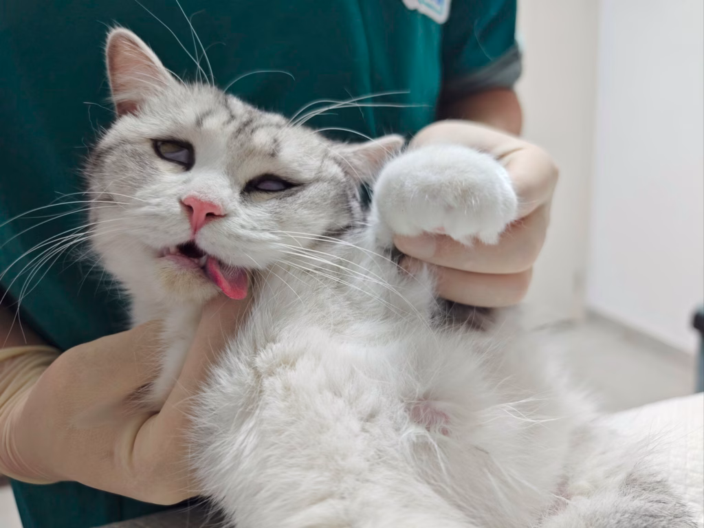 小猫咪绝育后表情！