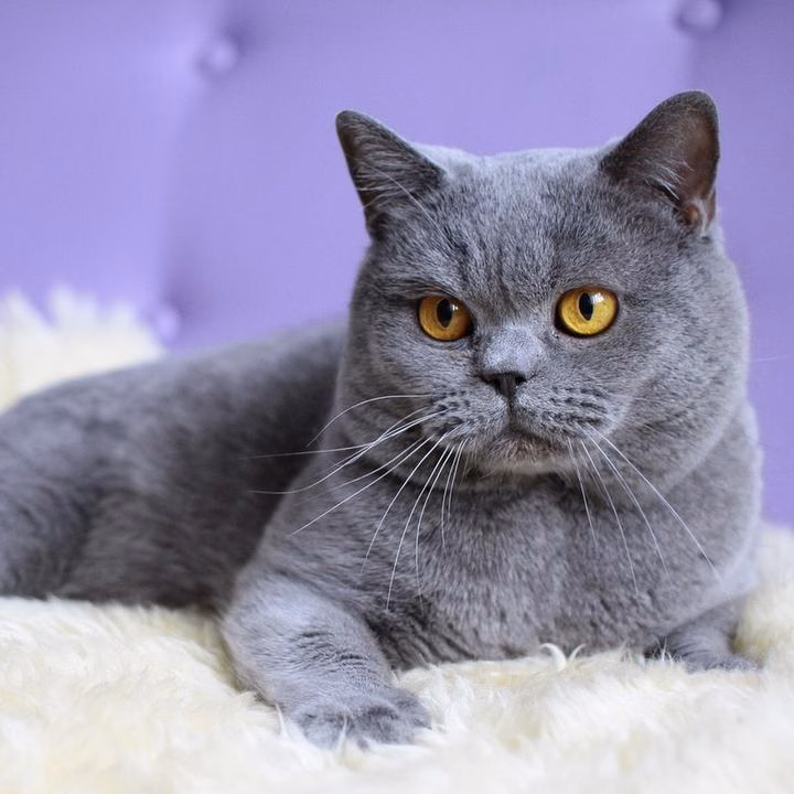 英国短毛猫（英短猫）