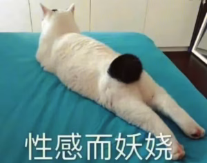 不仅仅是闹心！猫咪发情究竟持续几天？如果不了解这些，你的爱可能在伤害它。