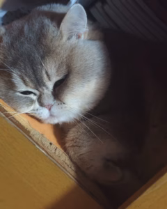 猫咪不吃东西没精神老是趴着怎么办？
