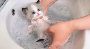 猫咪需要经常洗澡吗？看完这两个极端案例，你就全懂了