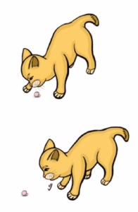 猫语解读 | 猫咪用胡须试探并靠近代表什么意思？