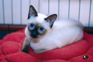 会变色的猫 ～ 千万别给暹罗猫剃毛！不然它会“糊”给你看🔥🐱