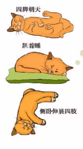 猫语解读 | 猫咪睡觉睡觉姿势解读