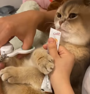 新手养猫必看：猫指甲应该怎么剪？