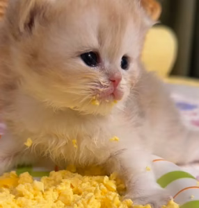 新手铲屎官丨猫粮如何选择？