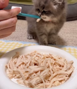 白水煮鸡胸其实是慢性营养不良的猫饭？