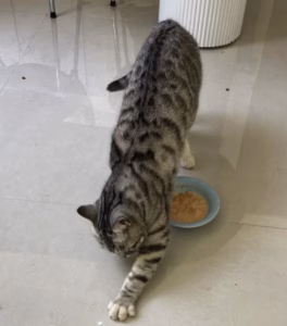 猫饭剩了怎么办？扔掉太心疼，留着怕生病！这套猫饭保存法则请收好