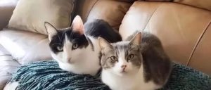 猫咪母鸡蹲是怎么回事？这4种信号，很多主人忽略了！你家猫中了吗？
