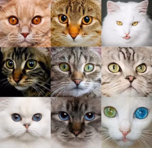 猫咪流眼泪是怎么回事？教你5步排查法，新手铲屎官必看
